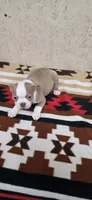 Dolly, a female Boston Terrier for sale in Bristow, OK – 7 of 7