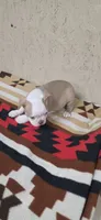 Hank, a male Boston Terrier for sale in Bristow, OK – 6 of 10