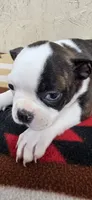 Honey, a female Boston Terrier for sale in Bristow, OK – 7 of 10