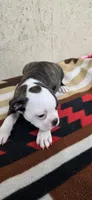 Honey, a female Boston Terrier for sale in Bristow, OK – 3 of 10