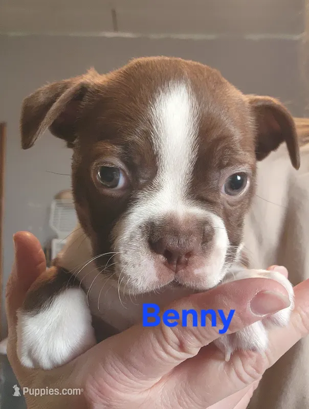 BENNY