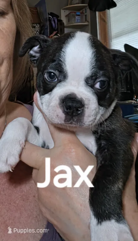 Jax – Boston Terrier puppy for sale in Bristow, OK