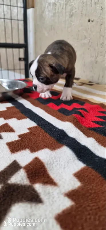 Chester – Boston Terrier puppy for sale in Bristow, OK