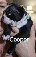 Cooper, a male Boston Terrier for sale in Bristow, OK – 3 of 5