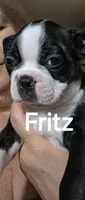 Fritz, a male Boston Terrier for sale in Bristow, OK – 4 of 6