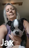 Jax, a male Boston Terrier for sale in Bristow, OK – 3 of 6
