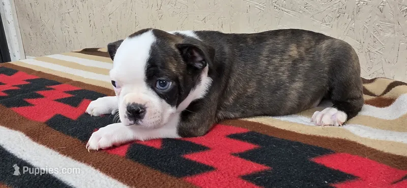 Honey – Boston Terrier puppy for sale in Bristow, OK