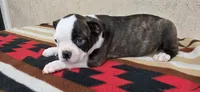 Honey, a female Boston Terrier for sale in Bristow, OK – 1 of 10