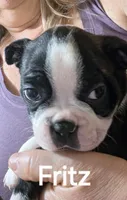 Fritz, a male Boston Terrier for sale in Bristow, OK – 3 of 6