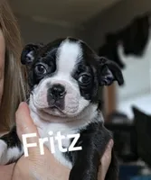 Fritz, a male Boston Terrier for sale in Bristow, OK – 1 of 6