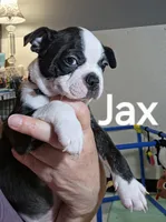 Jax, a male Boston Terrier for sale in Bristow, OK – 5 of 6