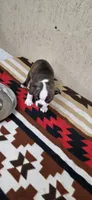 Chester, a male Boston Terrier for sale in Bristow, OK – 5 of 8