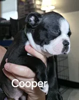 Cooper, a male Boston Terrier for sale in Bristow, OK – 4 of 5