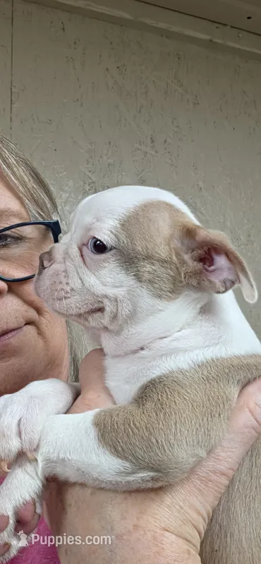 Hank – Boston Terrier puppy on hold in Bristow, OK