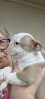 Hank, a male Boston Terrier for sale in Bristow, OK – 1 of 10