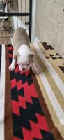 Hank, a male Boston Terrier for sale in Bristow, OK – 10 of 10