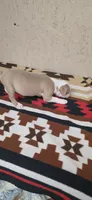Hank, a male Boston Terrier for sale in Bristow, OK – 3 of 10