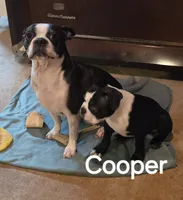 Cooper, a male Boston Terrier for sale in Bristow, OK – 6 of 9