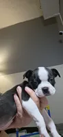 Daisy, a female Boston Terrier for sale in Bristow, OK – 6 of 6