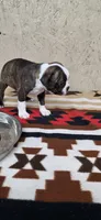 Chester, a male Boston Terrier for sale in Bristow, OK – 2 of 8