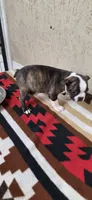 Chester, a male Boston Terrier for sale in Bristow, OK – 6 of 8
