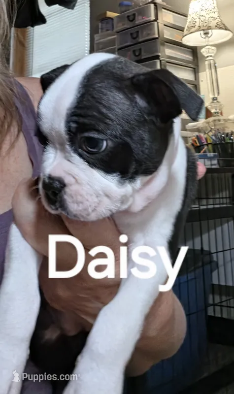 Daisy – Boston Terrier puppy for sale in Bristow, OK