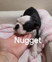 Nugget, a female Boston Terrier for sale in Bristow, OK – 4 of 5