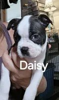 Daisy, a female Boston Terrier for sale in Bristow, OK – 2 of 6