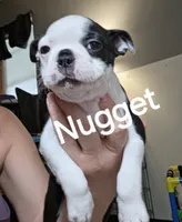 Nugget, a female Boston Terrier for sale in Bristow, OK – 2 of 5