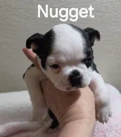 Nugget, a female Boston Terrier for sale in Bristow, OK – 3 of 5