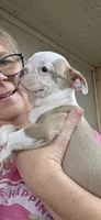 Hank, a male Boston Terrier for sale in Bristow, OK – 2 of 10