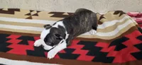 Honey, a female Boston Terrier for sale in Bristow, OK – 4 of 10
