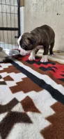Chester, a male Boston Terrier for sale in Bristow, OK – 7 of 8