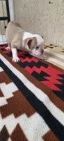 Hank, a male Boston Terrier for sale in Bristow, OK – 4 of 10