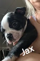 Jax, a male Boston Terrier for sale in Bristow, OK – 2 of 6