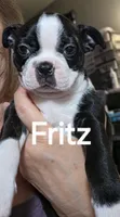 Fritz, a male Boston Terrier for sale in Bristow, OK – 5 of 6