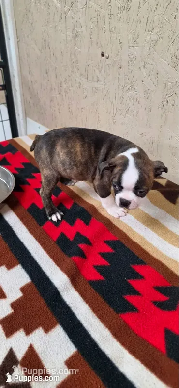 Chester – Boston Terrier puppy for sale in Bristow, OK