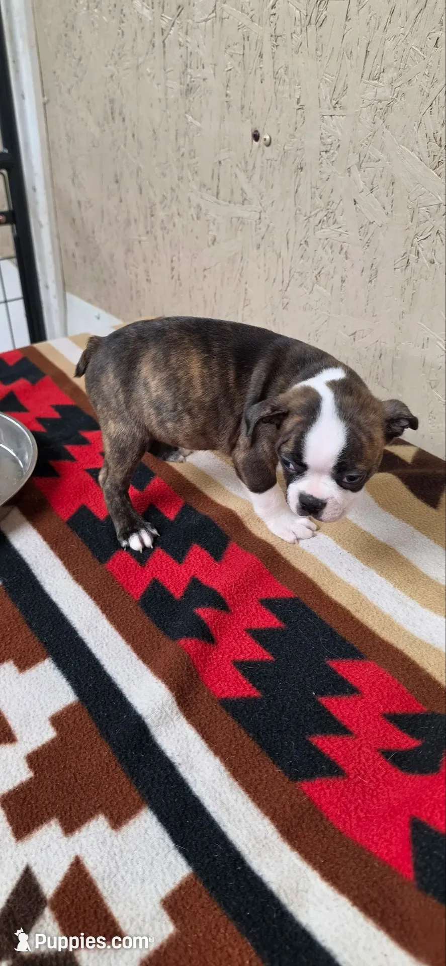 Chester, a male Boston Terrier for sale in Bristow, OK – 8 of 8