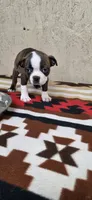 Chester, a male Boston Terrier for sale in Bristow, OK – 4 of 8