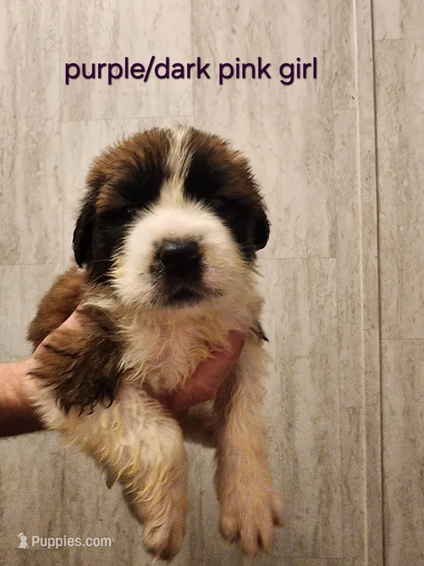 Purple/dark pink girl  – Saint Bernard puppy for sale in Buckeye Lake, OH