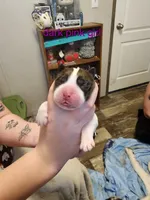 Purple/dark pink girl , a female Saint Bernard for sale in Buckeye Lake, OH – Photo 3 of 4