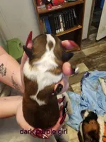 Purple/dark pink girl , a female Saint Bernard for sale in Buckeye Lake, OH – Photo 4 of 4