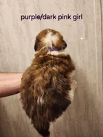 Purple/dark pink girl , a female Saint Bernard for sale in Buckeye Lake, OH – Photo 2 of 4