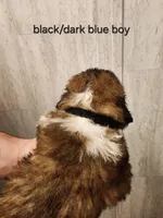 Black/dark blue boy , a male Saint Bernard for sale in Buckeye Lake, OH – Photo 2 of 5