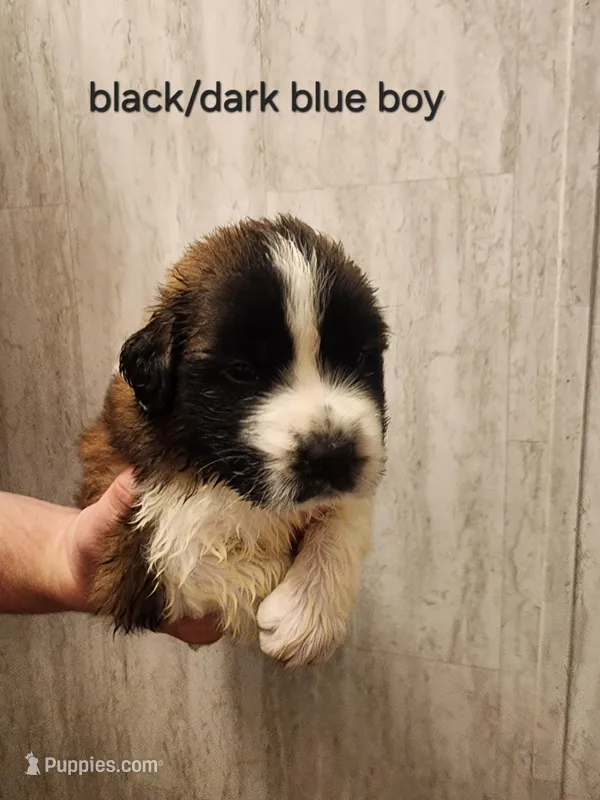 Black/dark blue boy  – Saint Bernard puppy for sale in Buckeye Lake, OH