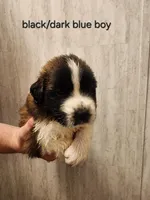 Black/dark blue boy , a male Saint Bernard for sale in Buckeye Lake, OH – Photo 1 of 5