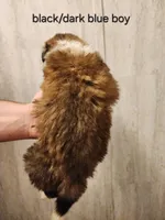 Black/dark blue boy , a male Saint Bernard for sale in Buckeye Lake, OH – Photo 3 of 5