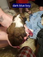 Black/dark blue boy , a male Saint Bernard for sale in Buckeye Lake, OH – Photo 5 of 5