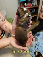 Light yellow girl, a female Saint Bernard for sale in Buckeye Lake, OH – Photo 4 of 4