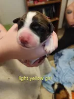 Light yellow girl, a female Saint Bernard for sale in Buckeye Lake, OH – Photo 3 of 4